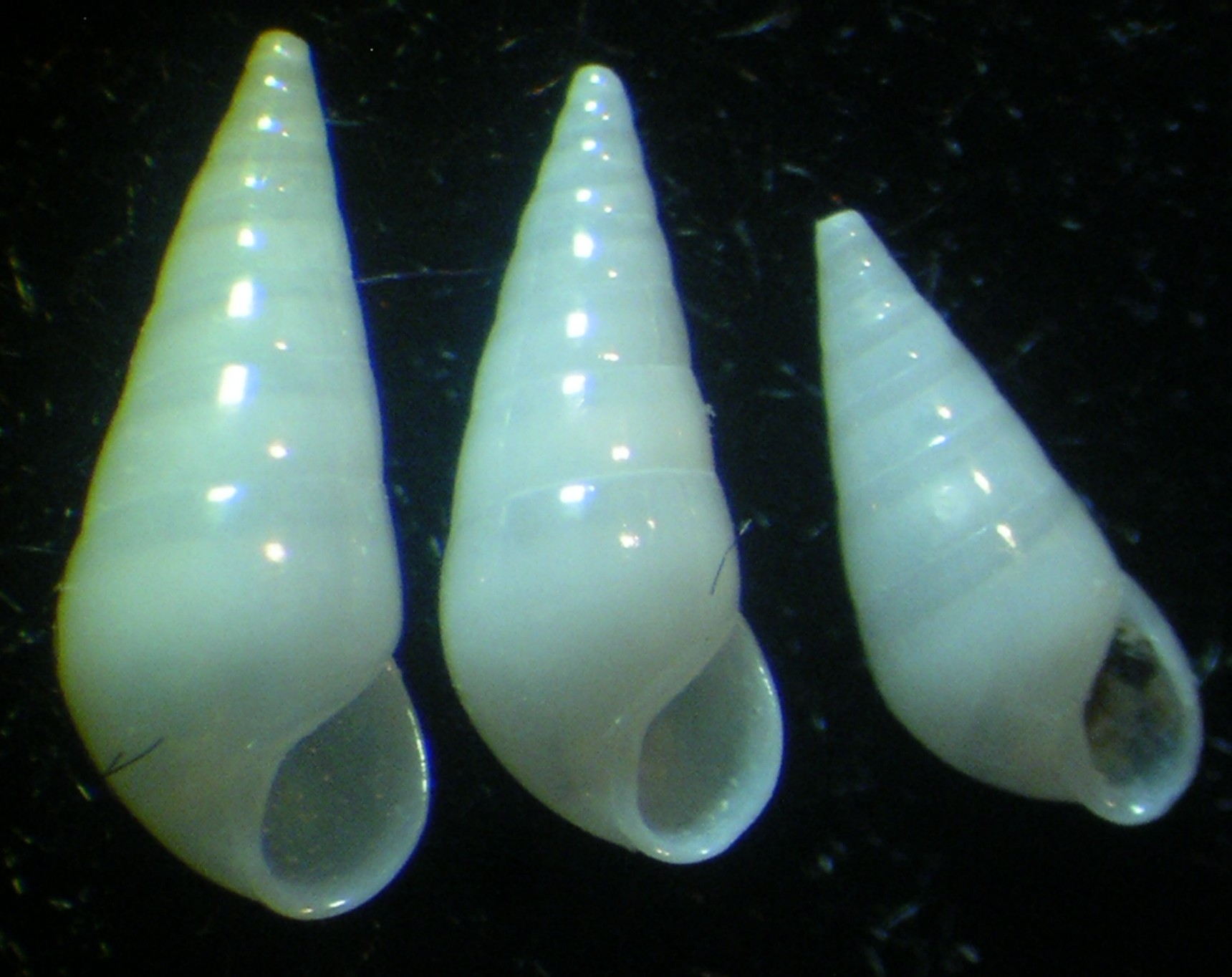 Melanella 1